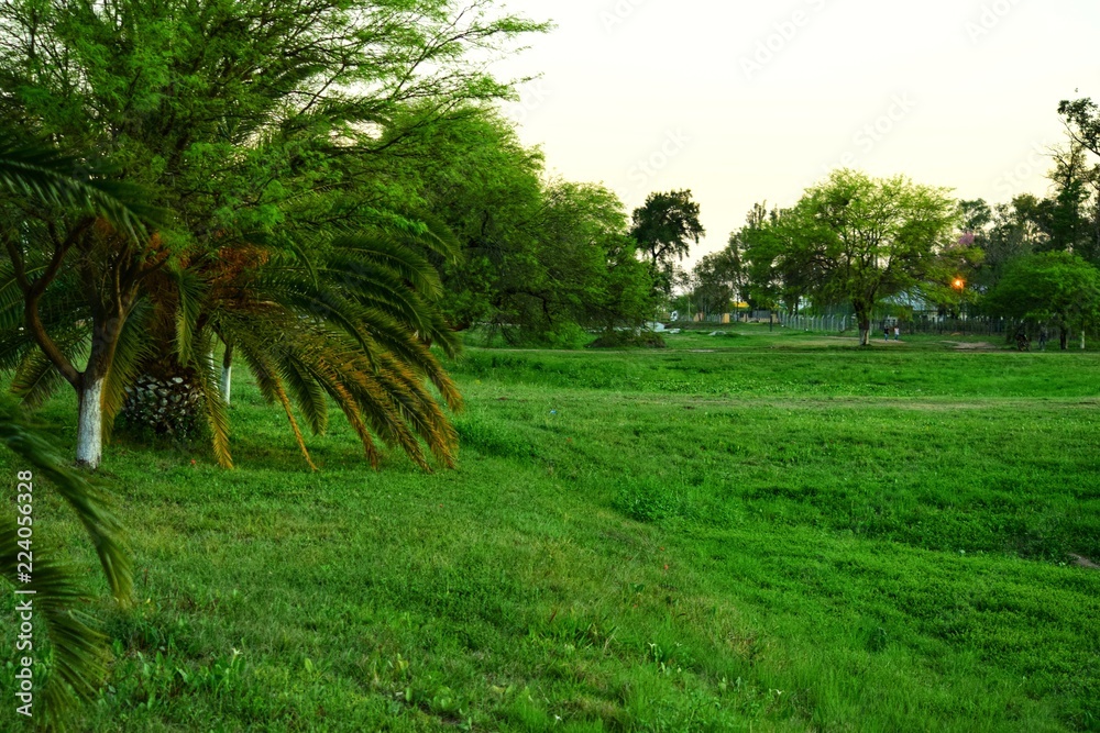 Verde Verde