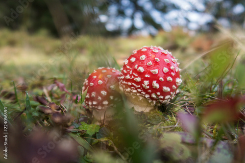 Fly agaric in the Swiss Alps