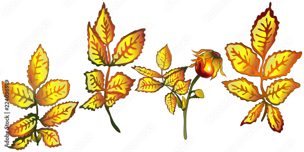 Vector autumn yellow rose hip leaves. Leaf plant botanical garden floral foliage. Isolated illustration element. Vector leaf for background, texture, wrapper pattern, frame or border.