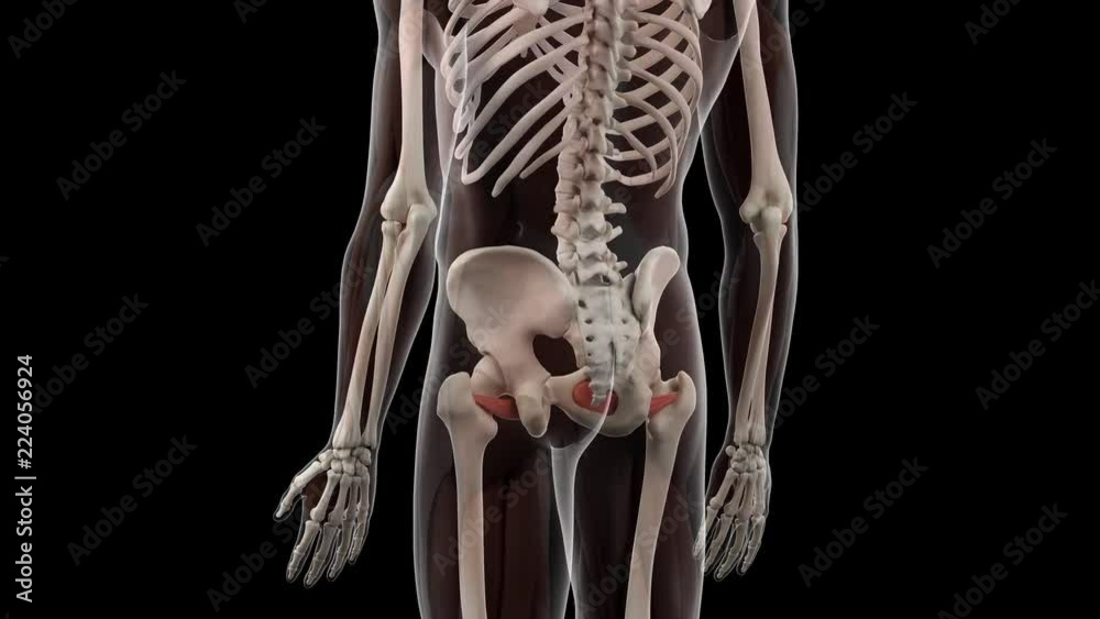 3d rendered medically accurate illustration of the obturator externus
