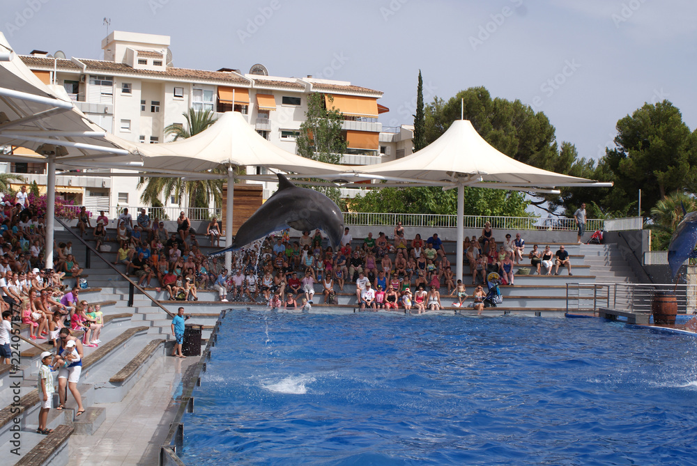 Delfines mulares saltándo haciendo acrobacias en agua durante show en piscina azul de delfinario con espectadores en gradas en zoo marino en día soleado de verano en Calvià, Mallorca, Islas Baleares.