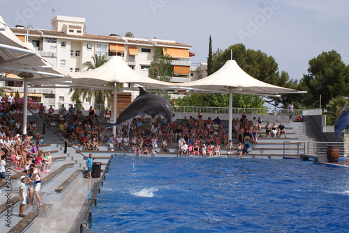 Delfines mulares saltándo haciendo acrobacias en agua durante show en piscina azul de delfinario con espectadores en gradas en zoo marino en día soleado de verano en Calvià, Mallorca, Islas Baleares. photo