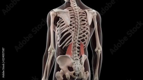 3d rendered medically accurate illustration of the quadratus lumborum photo