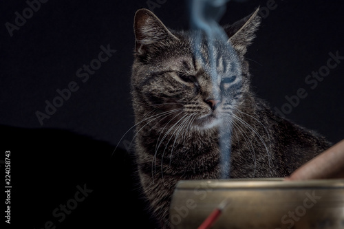Singing bowl and incense stick. Cat in the background