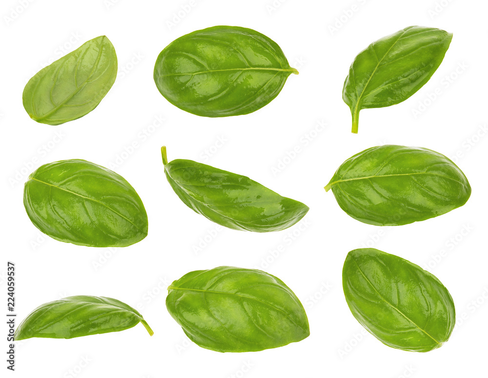 Basil leaves isolated Basil leaves isolated