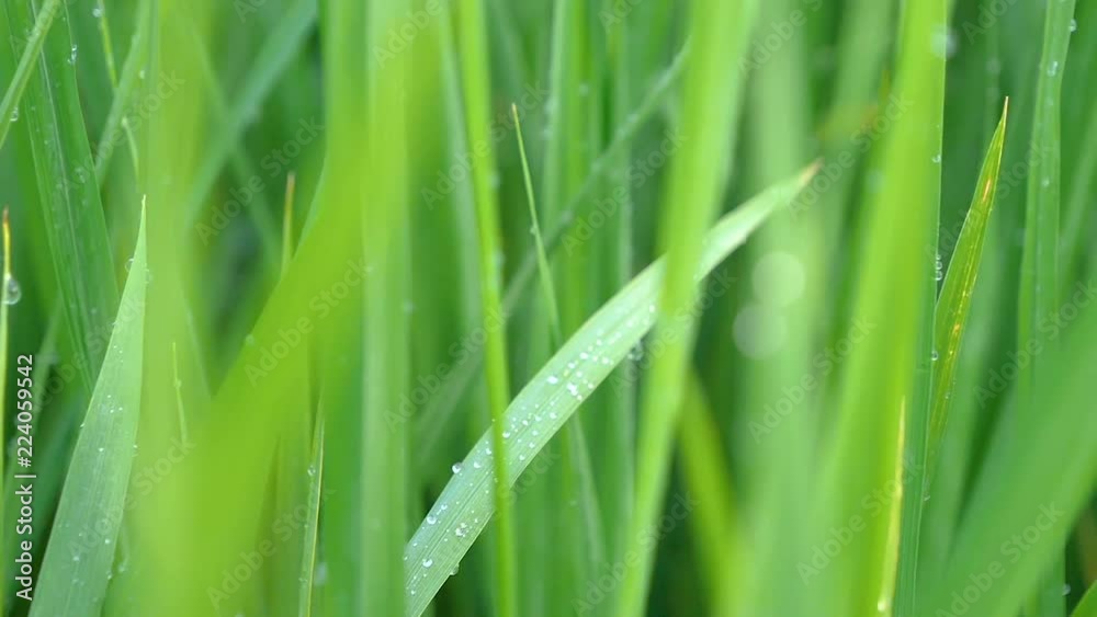 Slow motion video of macro waterdrop on green rice plant in paddy field at countryside in Chiangmai, Thailand (High Speed Video) Slow motion video of macro waterdrop on green rice plant in paddy field at countryside in Chiangmai, Thailand (High Speed Video)