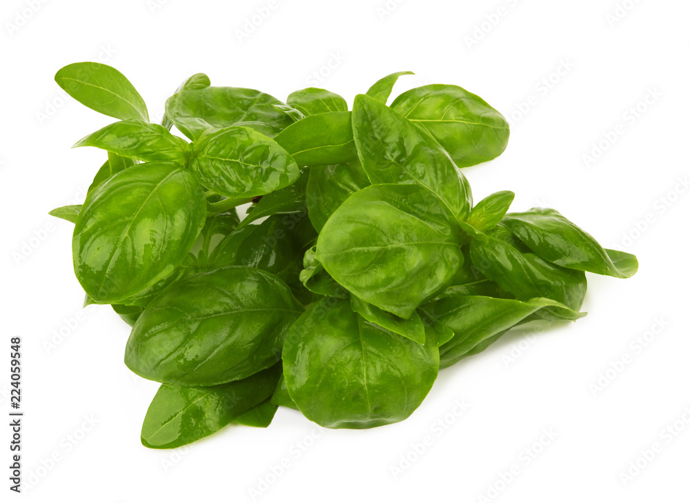 Basil leaves isolated Basil leaves isolated