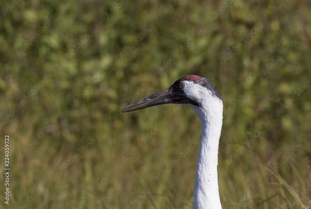 Whooping crane (Grus americana) it is one of only two crane species found in North America.