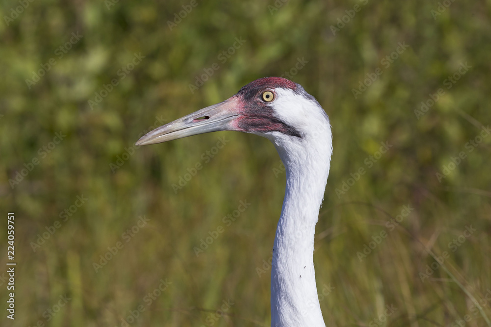 Whooping crane (Grus americana) it is one of only two crane species found in North America.
