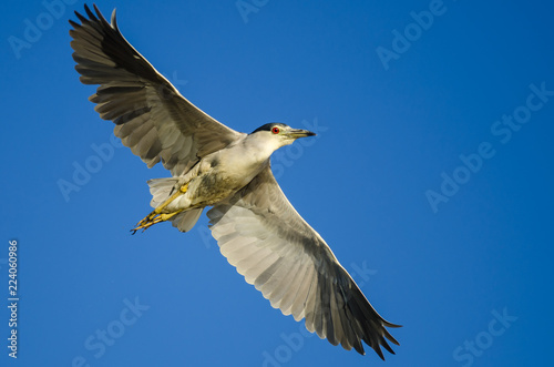 Foto Black-Crowned Night Heron Flying in a Blue Sky