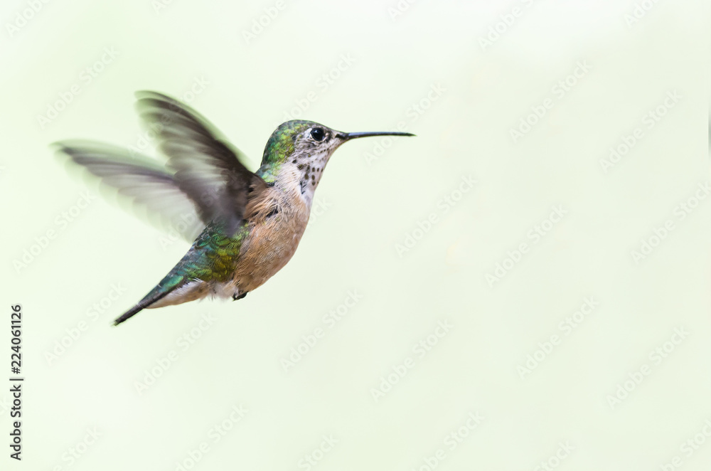 Adorable Little Rufous Hummingbird Hovering in Flight Deep in the Forest Adorable Little Rufous Hummingbird Hovering in Flight Deep in the Forest