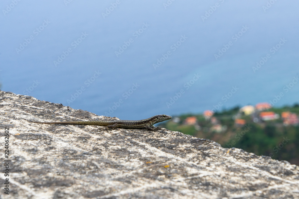 Aussichtspunkt für Eidechsen Aussichtspunkt für Eidechsen