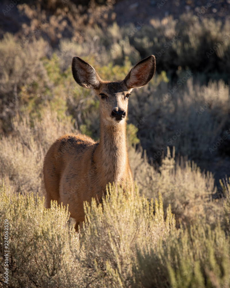 Mule deer - female Mule deer - female