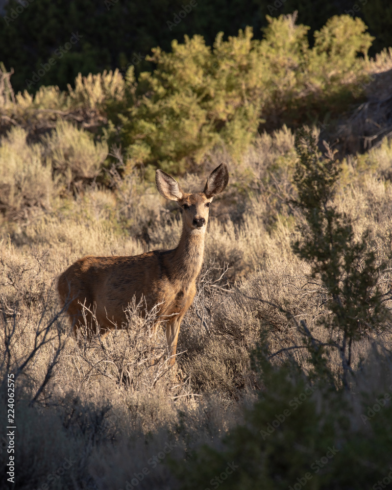 Mule deer - female Mule deer - female