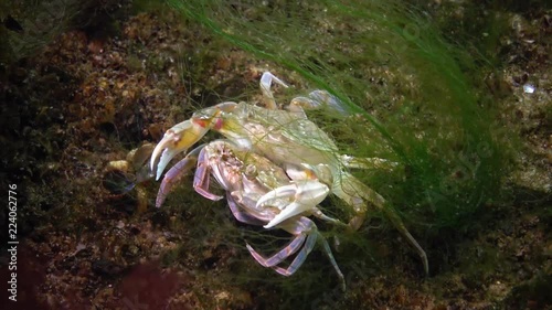 Reproduction of crabs (Liocarcinus holsatus). Male and female before mating. Black Sea photo