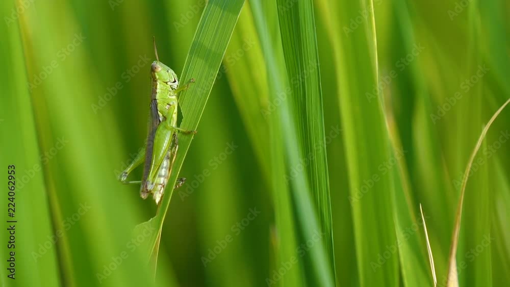 Slow motion video of macro grasshopper on green rice plant in paddy field at countryside in Chiangmai, Thailand (High Speed Video) Slow motion video of macro grasshopper on green rice plant in paddy field at countryside in Chiangmai, Thailand (High Speed Video)