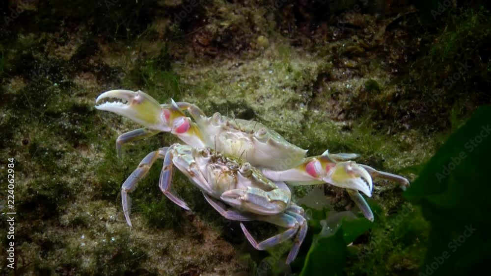 Reproduction of crabs (Liocarcinus holsatus). Male and female before