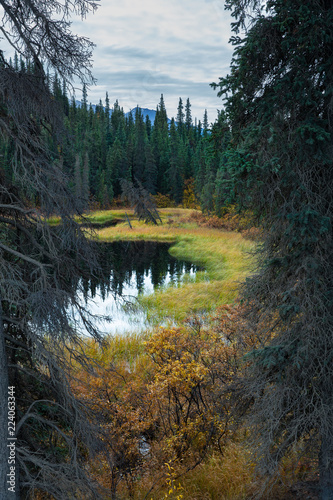 Quiet pond in Denali National Park, Alaska