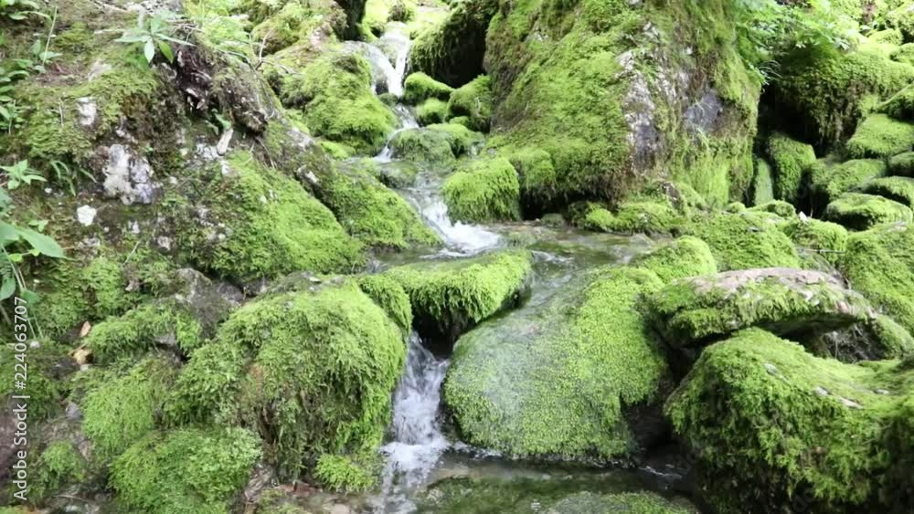 Beautiful small stream in the forest. Beautiful small stream in the forest.