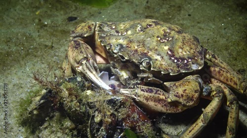 Nutrition of Green crab or Shore crab (Carcinus maenas, Carcinus aestuarii), crayfish takes meat from the mussel shell and puts it in its mouth. Black Sea photo