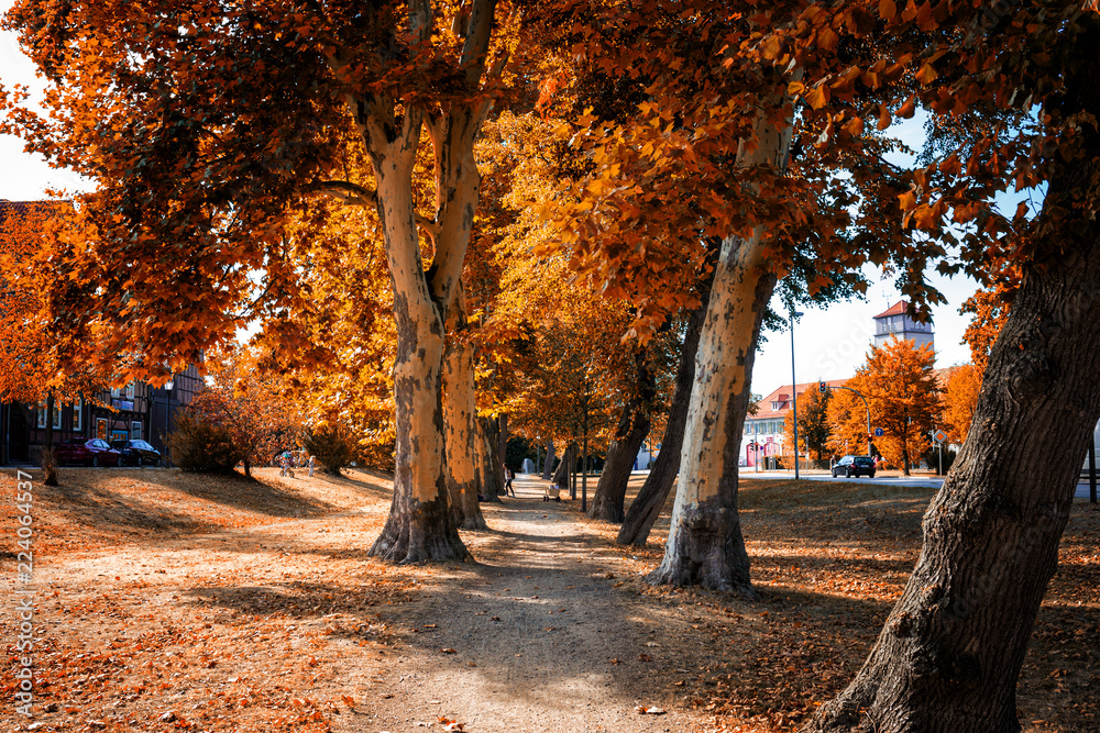 Spazieren gehen durch eine Baum Allee. Laubfärbung im Herbst