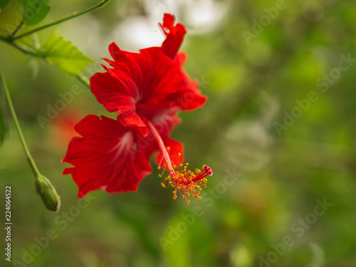 Red Flower on green background