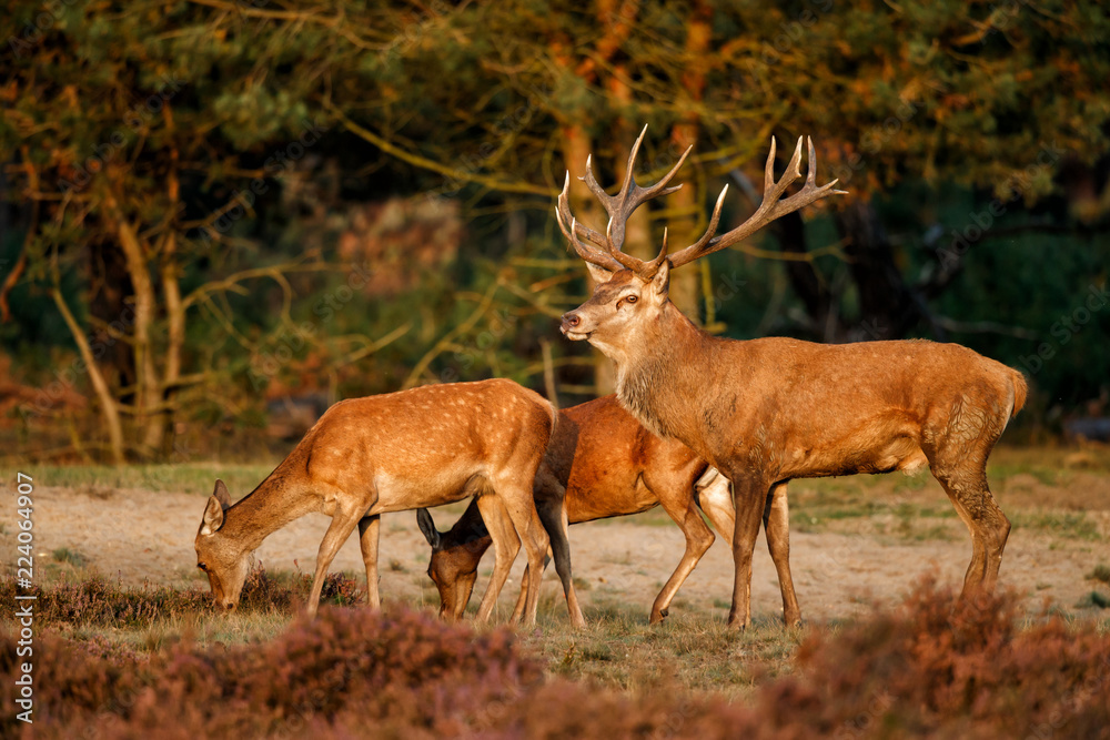 Fototapeta premium Red deer stag with some femalein the rutting season in the Hoge Veluwe National Park in the Netherlands