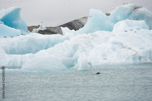 Robbe in der Gletscherlagune von Jökulsárlón -Vatnajökull-Nationalpark, Island © tina7si