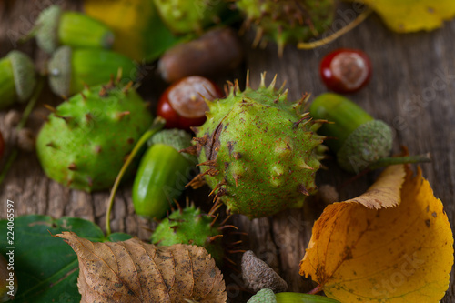 Acorns and chestnuts on wooden rustic table