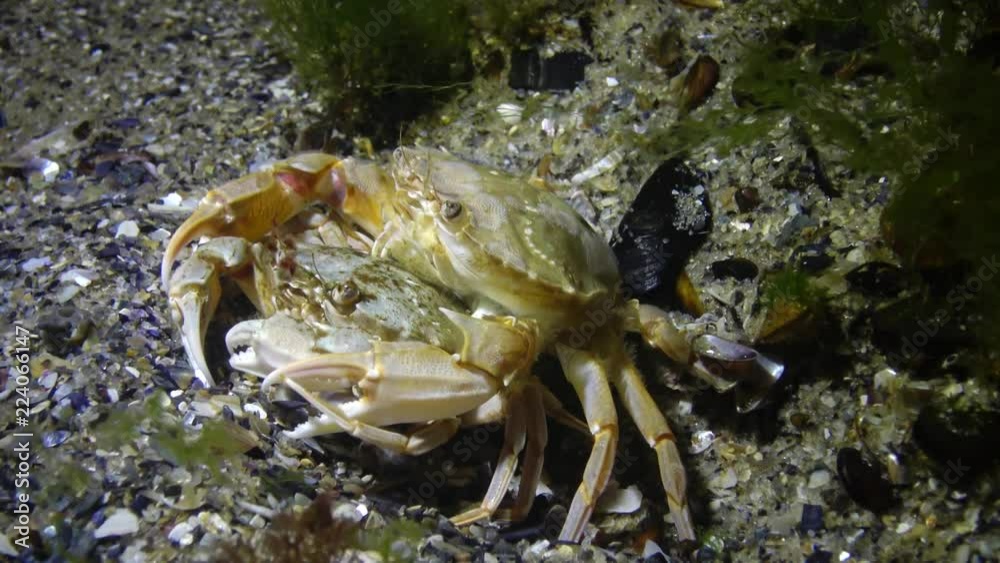 Reproduction of crabs (Liocarcinus holsatus). Male and female before