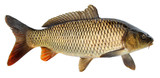 Crucian carp fish isolated. Side view, raised fins. Isolated