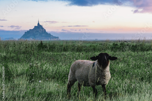 sheep on a grass with blured Mont Saint Michel abbey on the island on the background, Normandy, Northern France,