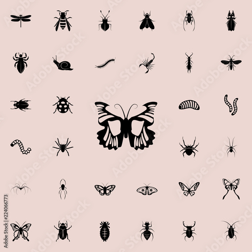 butterfly icon. insect icons universal set for web and mobile © rashadaliyev