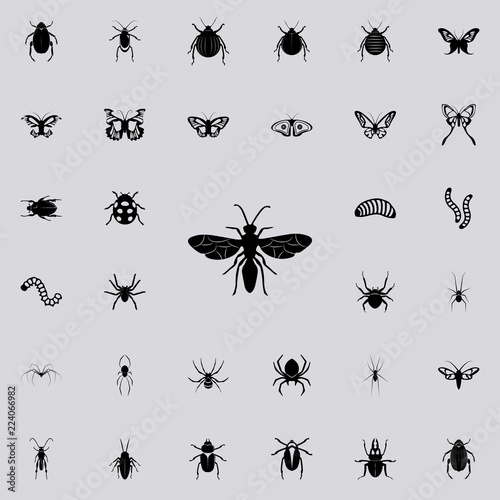 flying ant icon. insect icons universal set for web and mobile © rashadaliyev