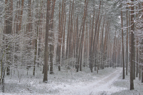 droga leśna zasypana śniegiem, bór sosnowy photo