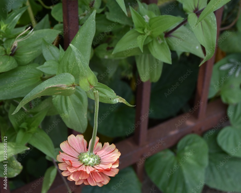 Obraz premium A drooping zinnia shows the underside of its petals through a rusty iron fence