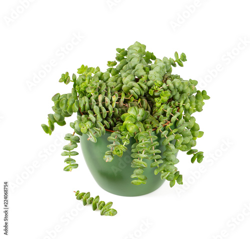 crassula plant isolated on white photo