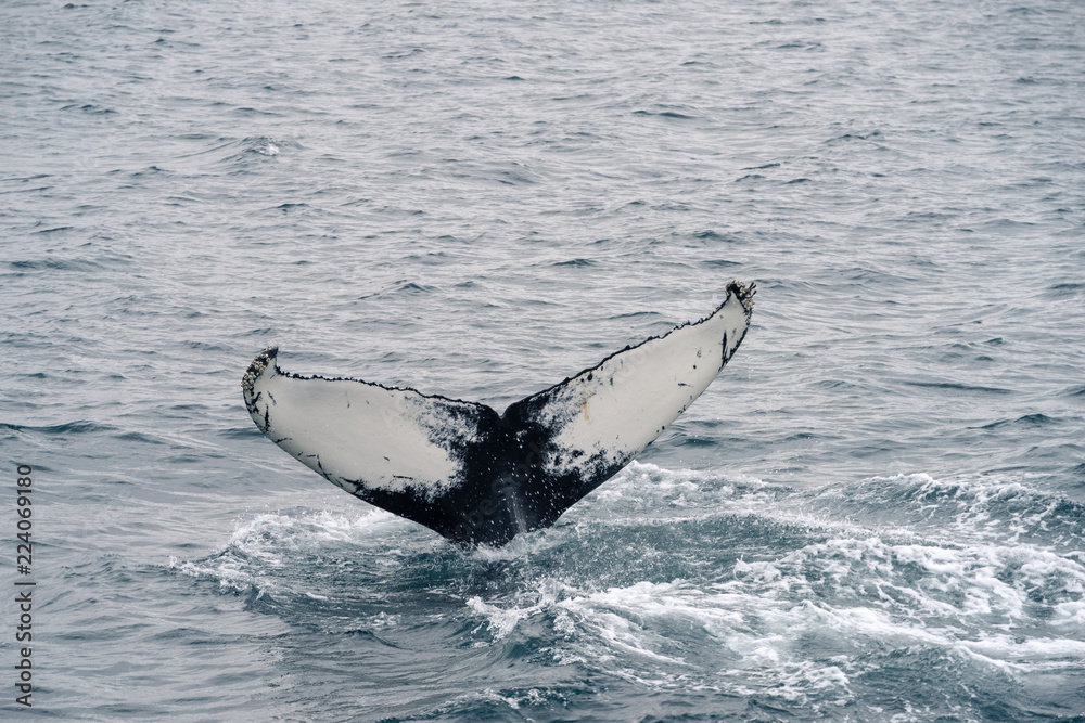 Fototapeta premium Humpback whale diving in the Atlantic Ocean in Iceland