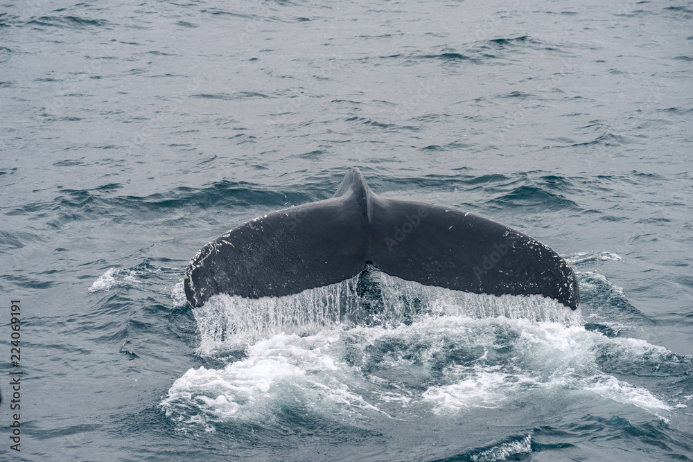 Fototapeta premium Humpback whale diving in the Atlantic Ocean in Iceland