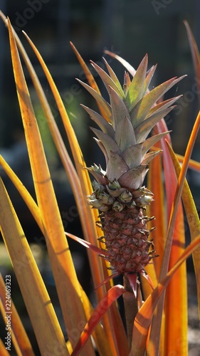 Mini Pineapple growing photo