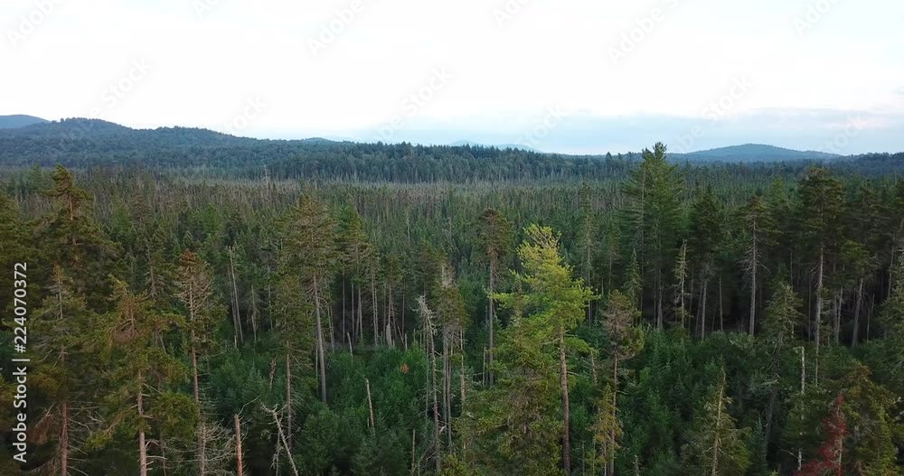 Adirondack Evergreen Pine Conifer Forest Aerial Drone