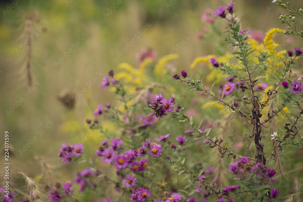 Tiny skipper butterfly feeds on late-blooming pink asters Tiny skipper butterfly feeds on late-blooming pink asters