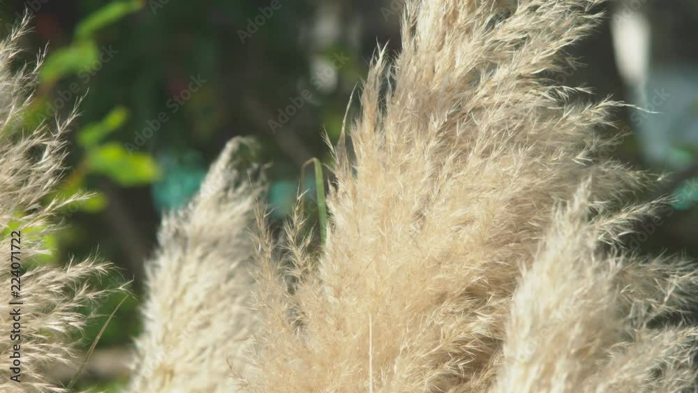 Pampas grass . Silver feather grass swings in the wind. plants slowly move in the wind . 4k, close-up, slow-motion