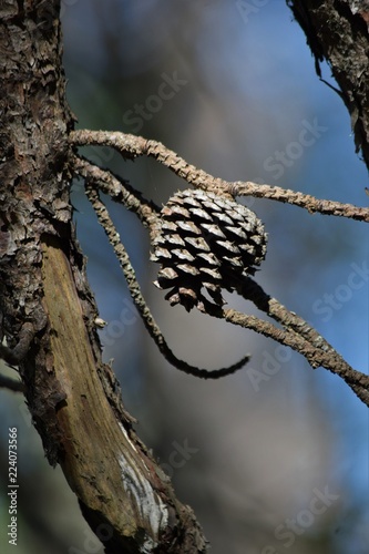 pinecone hanging on a branch