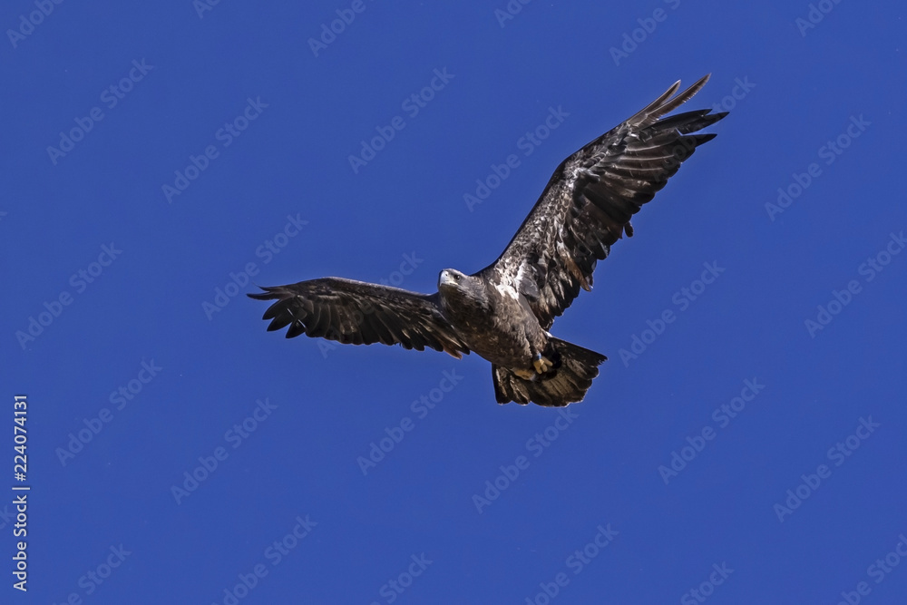 Bald eagle juvenile raptor flying at Big Bear lake in California Bald eagle juvenile raptor flying at Big Bear lake in California