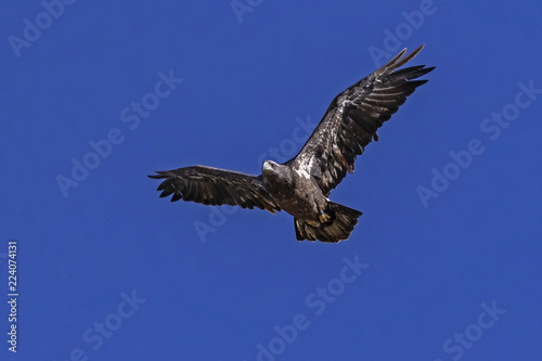 Bald eagle juvenile raptor flying at Big Bear lake in California