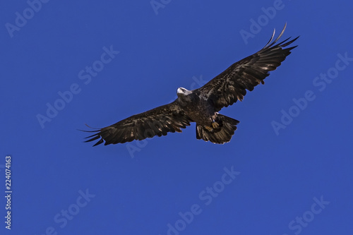 Bald eagle juvenile flying at California lake
