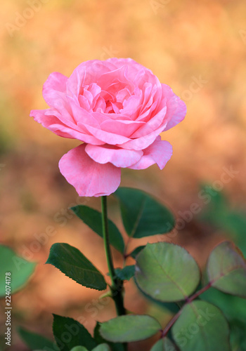 Розовая роза крупным планом  © dinar12