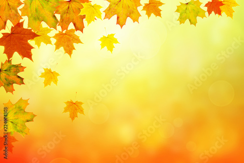 Autumn maple leaves bright nature bokeh background