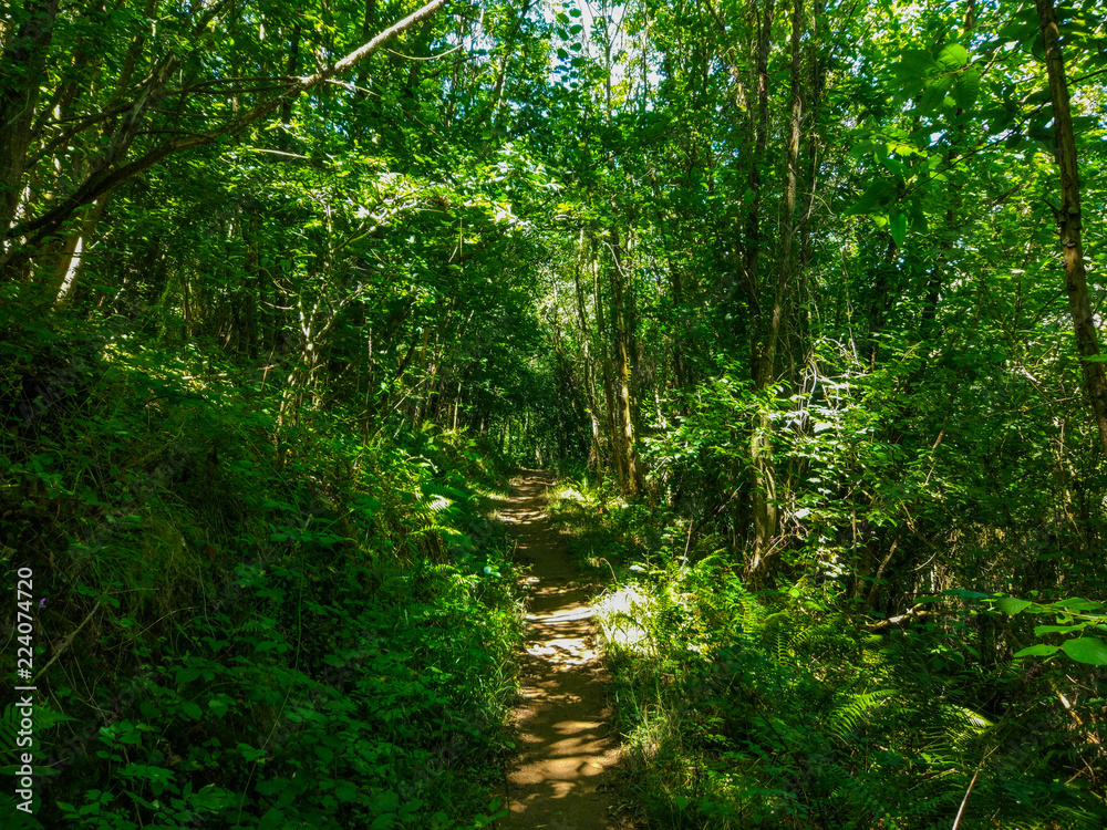 Fototapeta premium Way between trees in a green forest. Camino de Santiago Primitivo